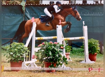 Selle Francais, Stute, 10 Jahre, 170 cm, Brauner