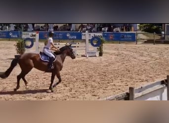 Selle Francais, Stute, 10 Jahre