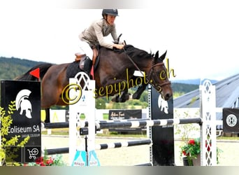 Selle Francais, Stute, 11 Jahre, 163 cm, Schwarzbrauner