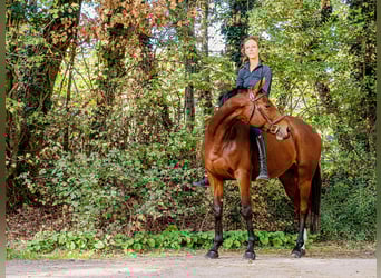 Selle Francais, Stute, 11 Jahre, 164 cm, Brauner
