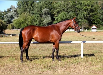 Selle Francais, Stute, 11 Jahre, 167 cm, Brauner