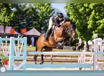 Selle Francais, Stute, 11 Jahre, 169 cm, Brauner