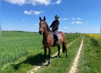 Selle Francais, Stute, 11 Jahre, 172 cm, Brauner