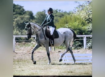 Selle Francais, Stute, 12 Jahre, 160 cm, Brauner