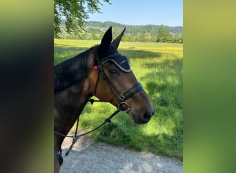 Selle Francais, Stute, 12 Jahre, 172 cm, Dunkelbrauner