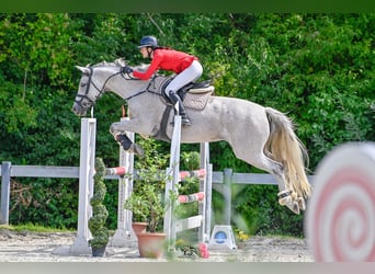 Selle Francais, Stute, 14 Jahre, 170 cm, Schimmel