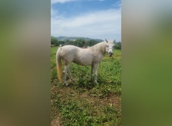 Selle Francais, Stute, 16 Jahre, Fliegenschimmel