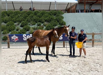 Selle Francais, Stute, 16 Jahre