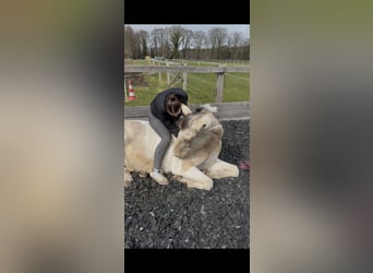 Selle Francais Mix, Stute, 19 Jahre, 160 cm