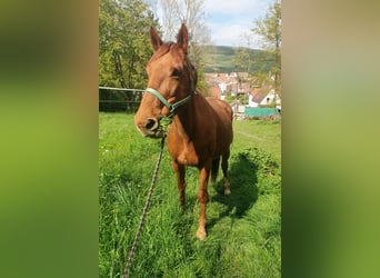 Selle Francais, Stute, 19 Jahre, 166 cm, Fuchs