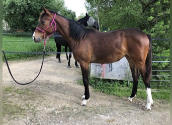 Selle Francais, Stute, 1 Jahr, 150 cm, Dunkelbrauner