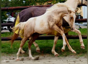 Selle Francais, Stute, 1 Jahr, 168 cm, Palomino