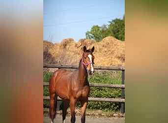 Selle Francais, Stute, 3 Jahre, 162 cm, Brauner