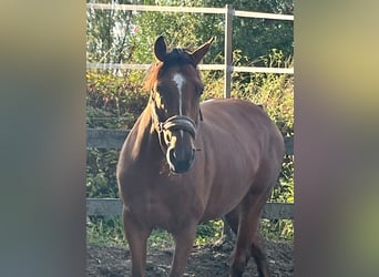Selle Francais, Stute, 4 Jahre, 161 cm, Brauner
