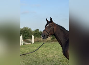 Selle Francais, Stute, 4 Jahre, 162 cm, Brauner