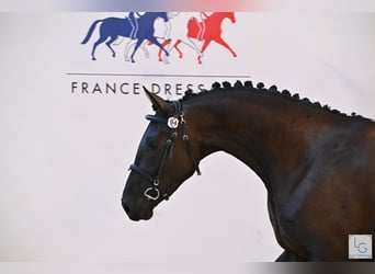 Selle Francais, Stute, 4 Jahre, 163 cm, Rappe