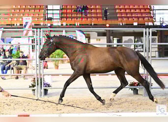 Selle Francais, Stute, 4 Jahre, 163 cm, Rappe