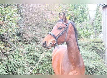 Selle Francais, Stute, 4 Jahre, 167 cm, Brauner