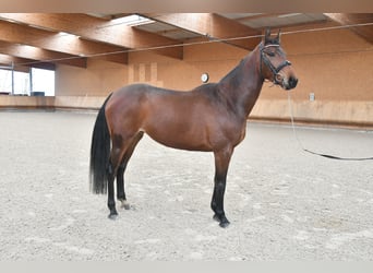 Selle Francais, Stute, 4 Jahre, 167 cm, Brauner