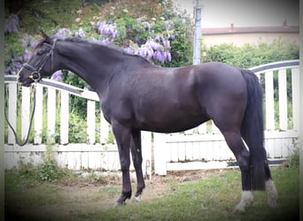 Selle Francais, Stute, 5 Jahre, 158 cm, Rappe