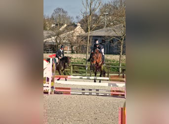 Selle Francais, Stute, 5 Jahre, 163 cm, Brauner