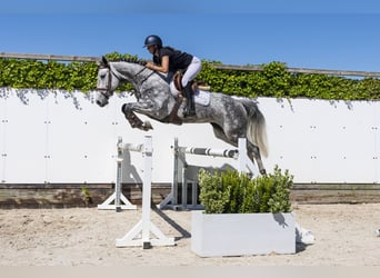 Selle Francais, Stute, 5 Jahre, 164 cm, Grullo