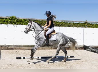 Selle Francais, Stute, 5 Jahre, 164 cm, Grullo