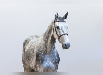 Selle Francais, Stute, 5 Jahre, 164 cm, Grullo