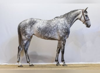 Selle Francais, Stute, 5 Jahre, 164 cm, Grullo