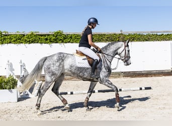Selle Francais, Stute, 5 Jahre, 164 cm, Grullo