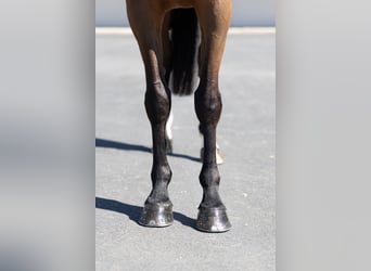 Selle Francais, Stute, 5 Jahre, 164 cm, Rotbrauner