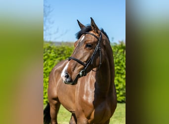 Selle Francais, Stute, 5 Jahre, 164 cm, Rotbrauner