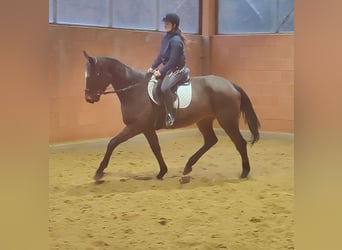 Selle Francais, Stute, 5 Jahre, 165 cm, Brauner