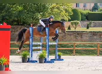 Selle Francais, Stute, 5 Jahre, 165 cm, Brauner