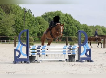 Selle Francais, Stute, 5 Jahre, 165 cm, Fuchs