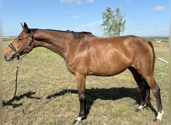 Selle Francais, Stute, 5 Jahre, 166 cm, Brauner
