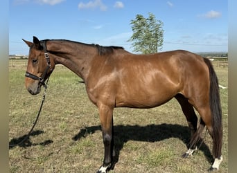 Selle Francais, Stute, 5 Jahre, 166 cm, Brauner