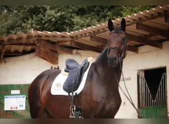 Selle Francais, Stute, 5 Jahre, 170 cm, Dunkelbrauner