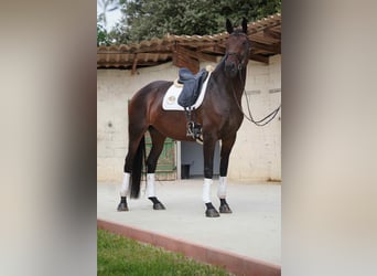 Selle Francais, Stute, 5 Jahre, 170 cm, Dunkelbrauner