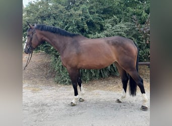 Selle Francais, Stute, 5 Jahre, 172 cm, Dunkelbrauner