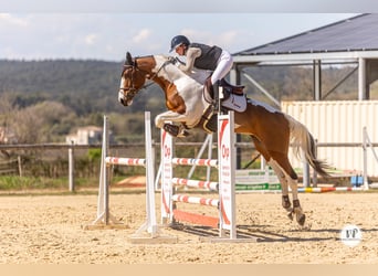 Selle Francais, Stute, 5 Jahre, 175 cm