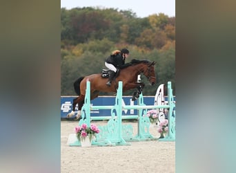 Selle Francais, Stute, 6 Jahre, 164 cm, Brauner