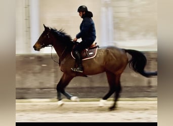 Selle Francais, Stute, 6 Jahre, 165 cm, Brauner