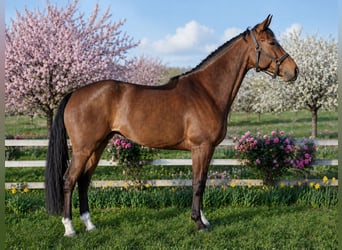 Selle Francais, Stute, 6 Jahre, 167 cm, Brauner