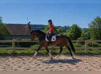 Selle Francais, Stute, 6 Jahre, 167 cm, Brauner