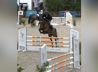 Selle Francais, Stute, 6 Jahre, 170 cm, Brauner