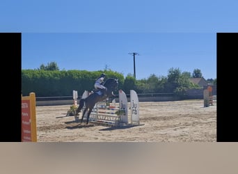 Selle Francais, Stute, 6 Jahre, Rotbrauner