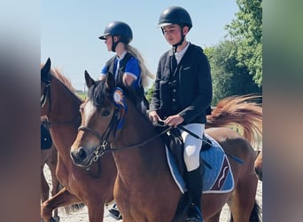 Selle Francais, Stute, 7 Jahre, 140 cm, Brauner