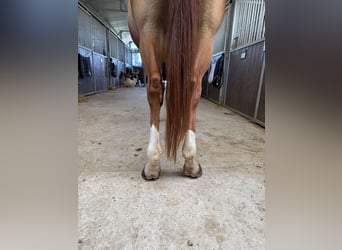 Selle Francais, Stute, 7 Jahre, 146 cm, Fuchs