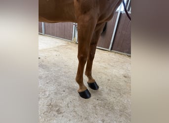 Selle Francais, Stute, 7 Jahre, 146 cm, Fuchs